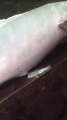 338x600