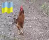 294x240