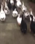 460x572