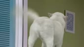 800x450