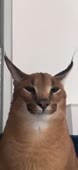 332x720