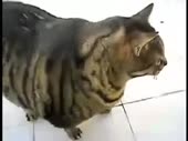 320x240