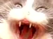 480x360
