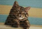 170x121