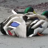 360x360