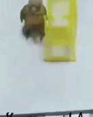 288x360