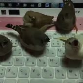 426x426