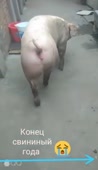 208x360