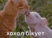 498x373