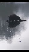 460x816