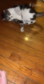 454x854