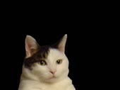 480x360
