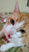 406x720