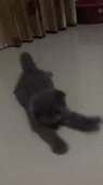 720x1278