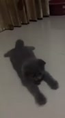 720x1278