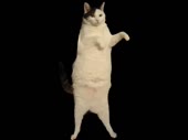 480x360