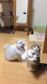 406x720