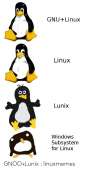 500x909