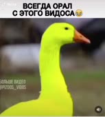 540x600