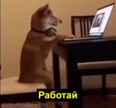480x448