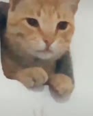 480x600