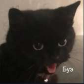 229x229