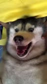 720x1278