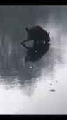 460x816