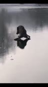 460x816