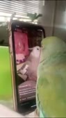 406x720