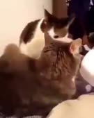 340x426