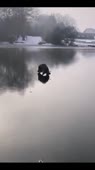 460x816