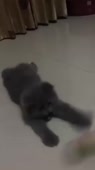 720x1278