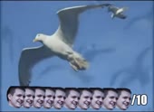 490x360