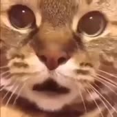 432x432