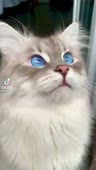 480x848