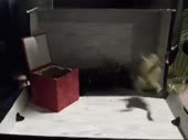 480x360