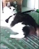 480x600