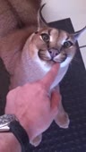 408x720