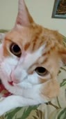 406x720