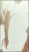 576x1024