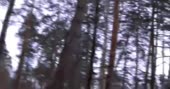 590x310