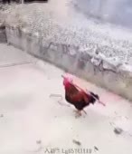 310x360