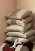464x676