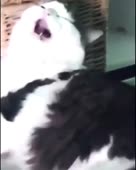 480x600