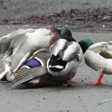 360x360
