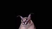 1280x720