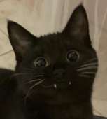 432x479