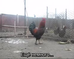 450x360