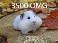 300x225